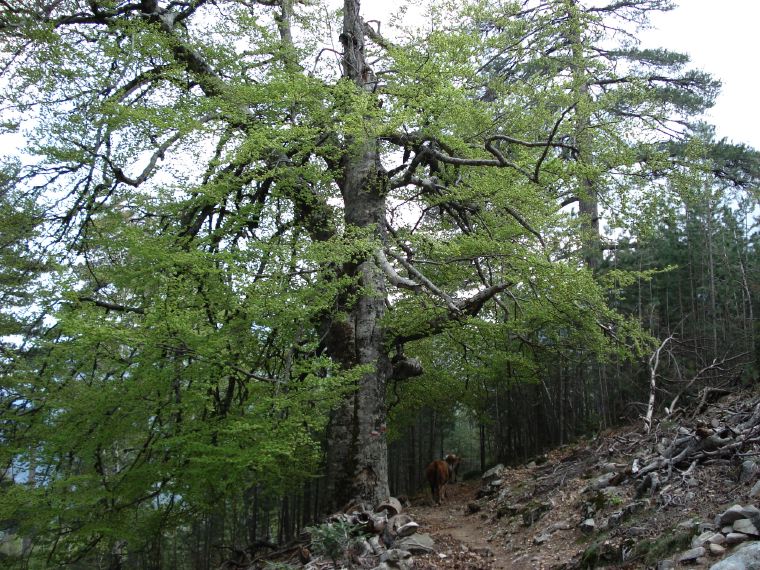 24 BuchenNachColDeVerghio